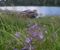 Blomstereng ved vannet