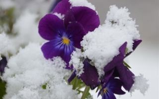 Stemor-i-sno-mini