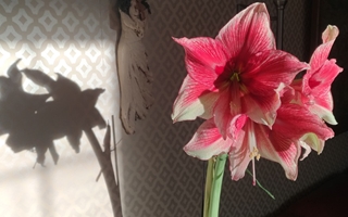 amaryllis