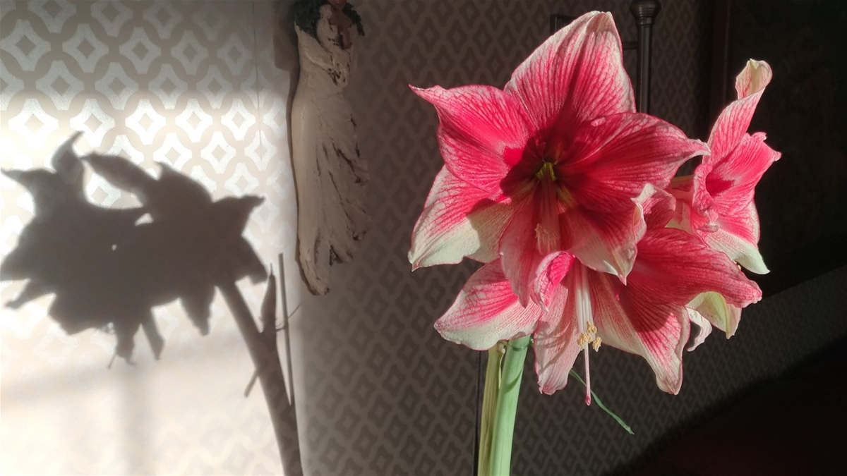 amaryllis