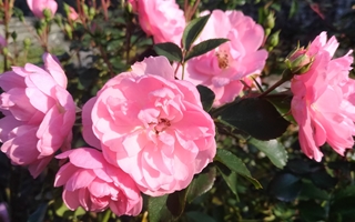 blomst-hjemme