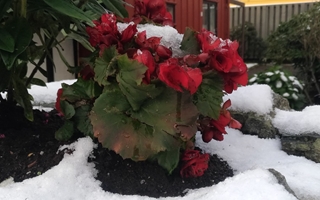 blomst-i-sno-nett