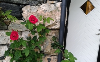 blomster-knausen-lite
