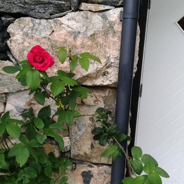 Å løfte blikket