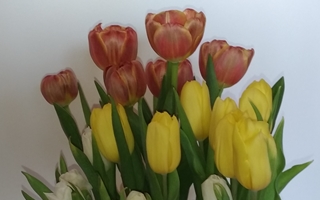 tulipaner